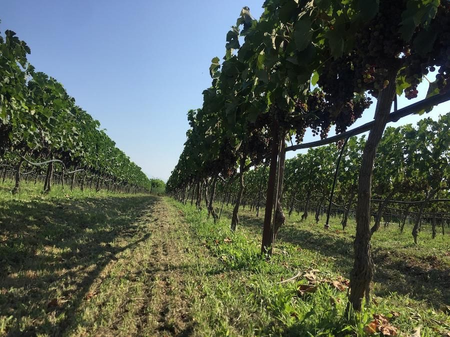 close-up of rows of vines at Jima winery vineyards in the background of trees and blue sky